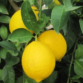 Lemon (لیموں)