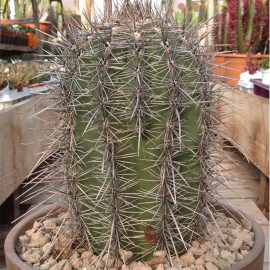Saguaro Cactus (ساگوارو کیکٹس)