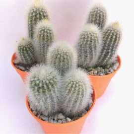 Silver Torch Cactus (سلور کیکٹس)