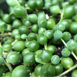 String-Of-Pearls Plant (سڑنگ آف پرل)