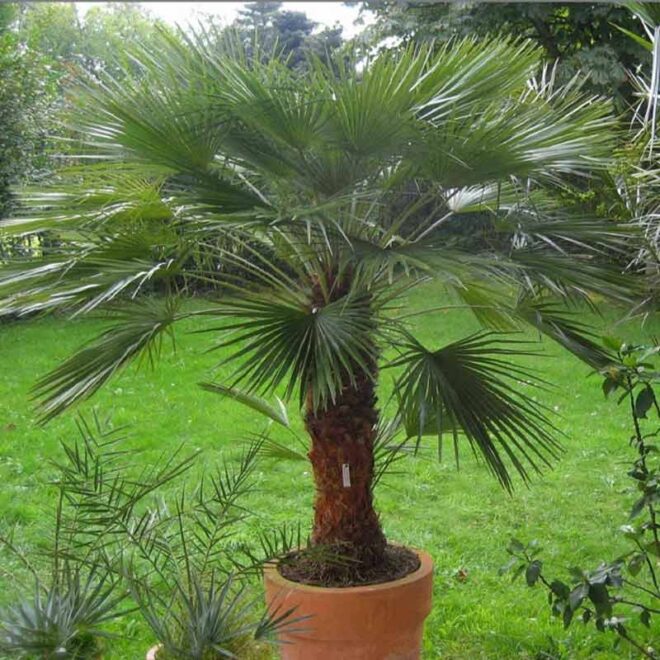 European Fan Palm
