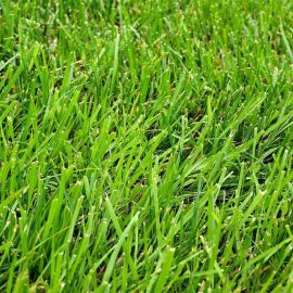 American grass (امریکن گراس)