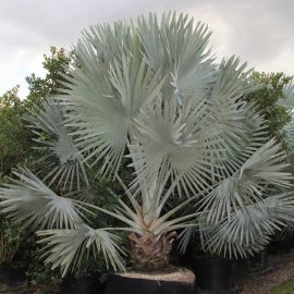 Bismarckia Palm (بسمارکیا پام)