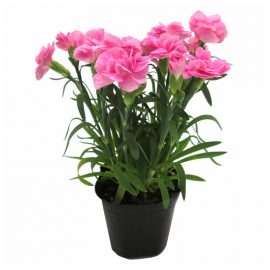 Carnation (گلِ لہمی)
