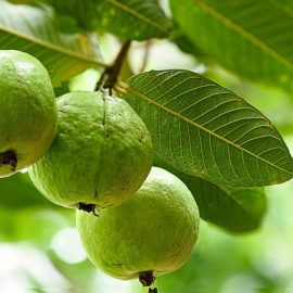 Guava (امرود)