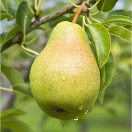 Pear (ناشپاتی)