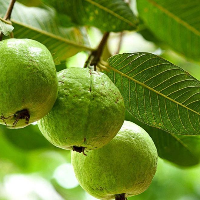 Ramzani Guava