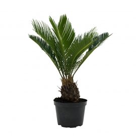 Sago palm (کنگھی پام)