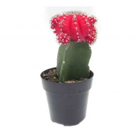 Ruby Ball Cactus (روبی بال کیکٹس)