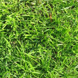 korean grass (کورین گراس)