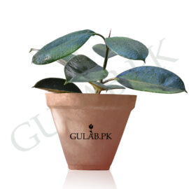 Rubber Plant Green