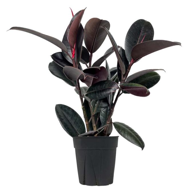 Rubber plant black prince 4