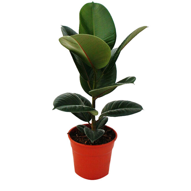 Rubber plant green 2