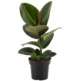 Rubber Plant Green