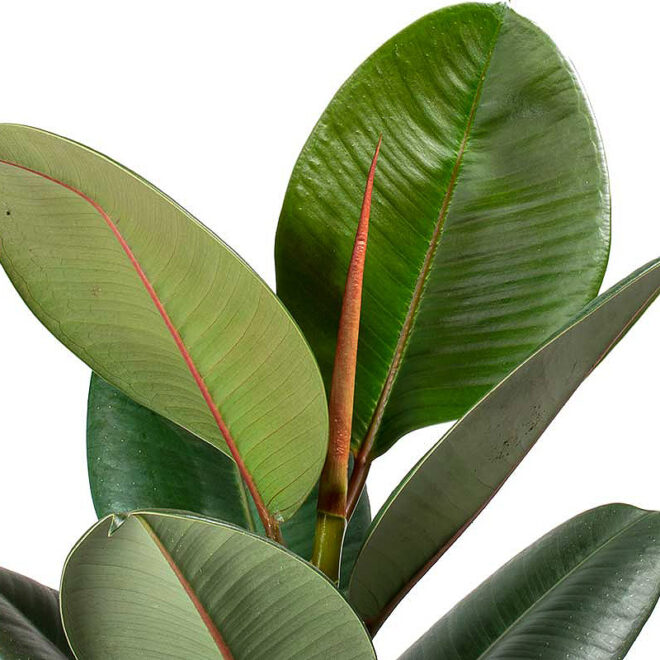 Rubber plant green 3