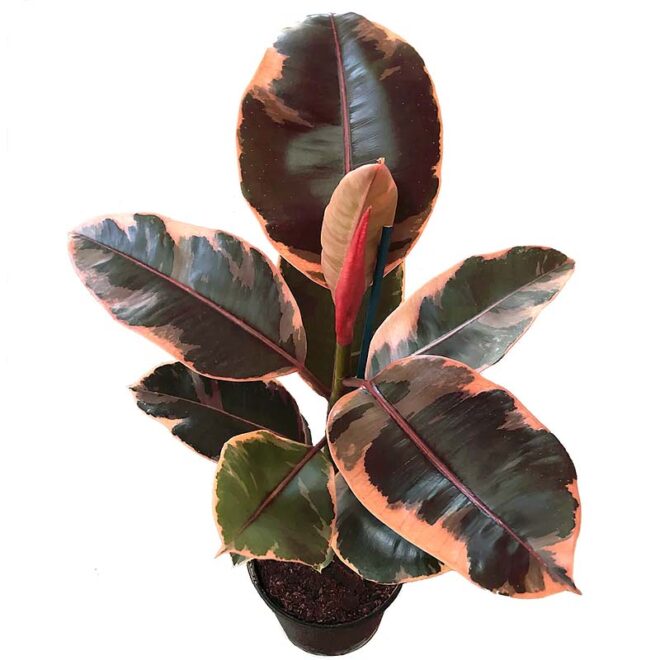 Rubber plant red ruby 2