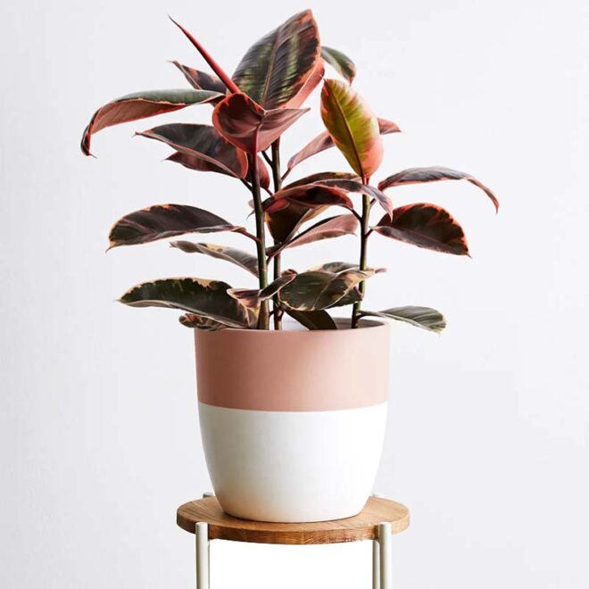 Rubber plant red ruby 3