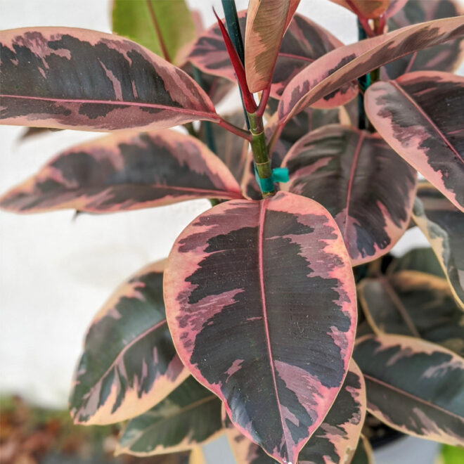 Rubber plant red ruby