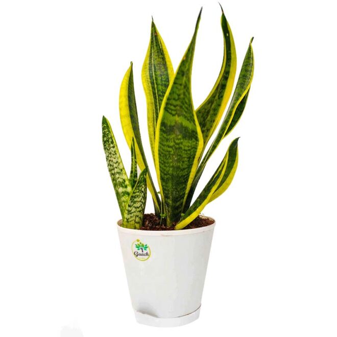Sanke plant variegated